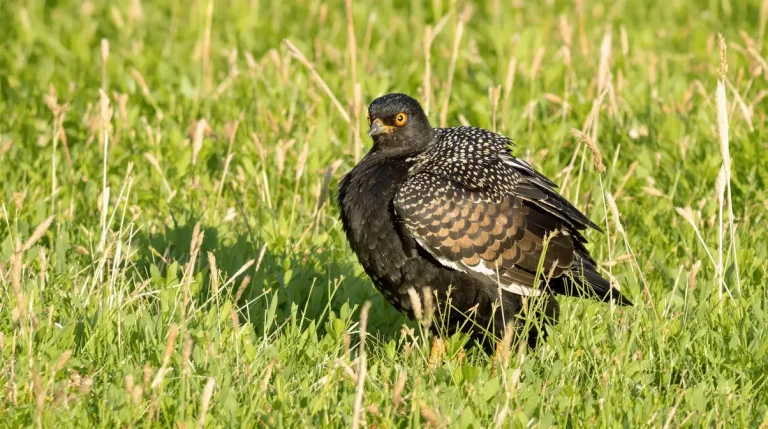 9 anecdotes sur la huppe fasciée, cette redoutable prédatrice des chenilles processionnaires 9 anecdotes sur la huppe fasciée, cette redoutable prédatrice des chenilles processionnaires