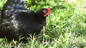 Adieu la tondeuse : si cet oiseau niche dans votre jardin, ne touchez plus à la pelouse