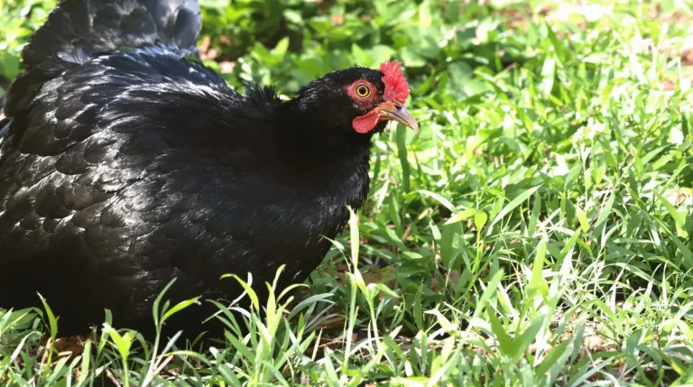 Adieu la tondeuse : si cet oiseau niche dans votre jardin, ne touchez plus à la pelouse