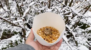 Arrêtez de jeter ce pot en plastique : les oiseaux en raffolent surtout en hiver