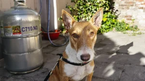 Ce chien qui a vécu attaché à une bouteille de gaz attend enfin une vie meilleure