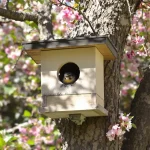 Ces erreurs ruinent l’installation des mésanges au jardin au moment crucial de la nidification