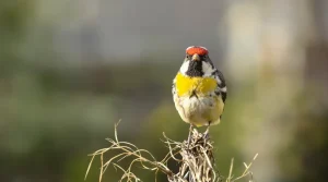 Chardonneret élégant : pourquoi ce joyau coloré disparaît de nos jardins et comment réagir