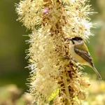 Depuis que je la sème en mars, mon jardin est devenu un vrai restaurant pour les oiseaux