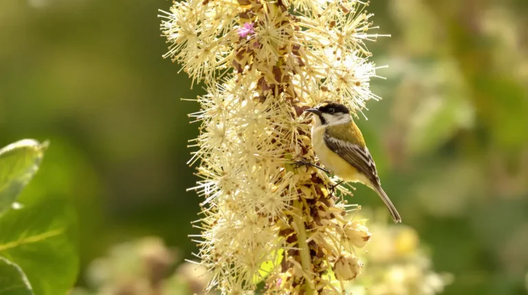 Depuis que je la sème en mars, mon jardin est devenu un vrai restaurant pour les oiseaux Depuis que je la sème en mars, mon jardin est devenu un vrai restaurant pour les oiseaux
