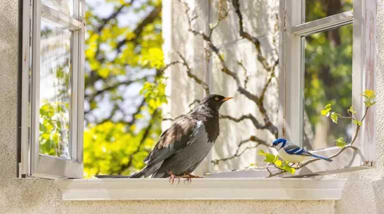 La science révèle pourquoi entendre les oiseaux chanter chez soi prouve que votre maison est saine
