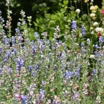 Ne plantez plus votre romarin seul : ces 20 fleurs transforment vraiment votre jardin en refuge pour abeilles et oiseaux
