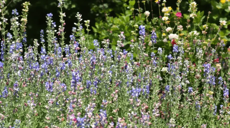 Ne plantez plus votre romarin seul : ces 20 fleurs transforment vraiment votre jardin en refuge pour abeilles et oiseaux Ne plantez plus votre romarin seul : ces 20 fleurs transforment vraiment votre jardin en refuge pour abeilles et oiseaux