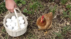 On vous vend le rêve des œufs frais, sans révéler les mauvais côtés d’une poule au jardin