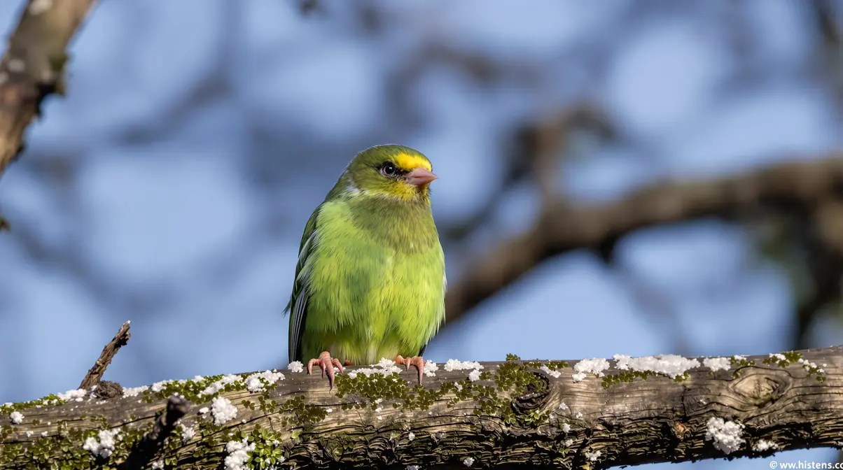 Perruches vertes : d'où viennent ces oiseaux exotiques qui ont colonisé Paris et toute l'Île-de-France ? Perruches vertes : d'où viennent ces oiseaux exotiques qui ont colonisé Paris et toute l'Île-de-France ?