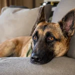 Pour ne pas être séparé de son Malinois de mission, ce maître-chien l’adopte et lui offre une retraite dorée