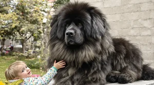 Salon de l'Agriculture : ce Dogue du Tibet mayennais, déjà champion de France, vise le Concours général